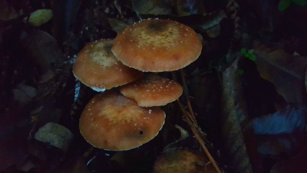 Fungo da determinare